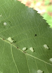 Caryomyia recurvata