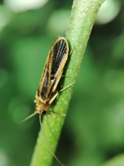 Chimarra marginata