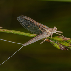 Callibaetis skokianus