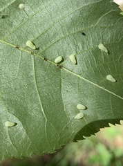 Caryomyia recurvata