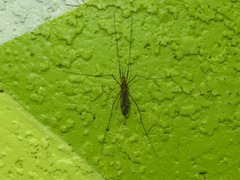 Nephrotoma flavipalpis