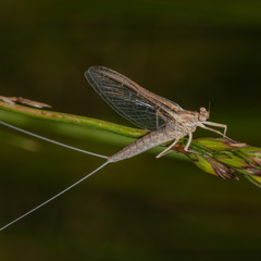 Callibaetis skokianus