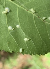 Caryomyia recurvata