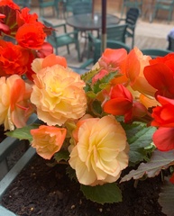 Begonia × tuberhybrida