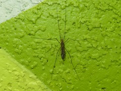 Nephrotoma flavipalpis