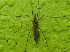 Nephrotoma flavipalpis