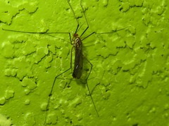 Nephrotoma flavipalpis