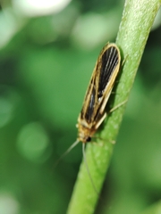 Chimarra marginata