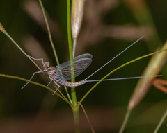 Callibaetis ferrugineus ferrugineus
