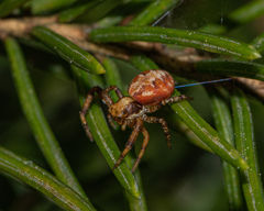 Xysticus punctatus