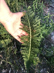 Achillea inundata