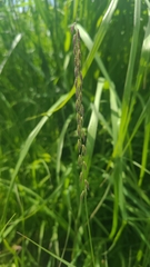 Bouteloua curtipendula