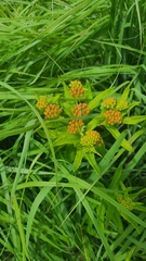 Asclepias tuberosa