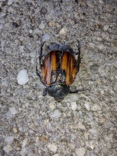 chrústovec pšeničný (Anisoplia austriaca)