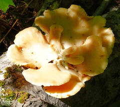 Pleurotus citrinopileatus