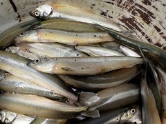 Thaleichthys pacificus