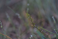 Triglochin barrelieri