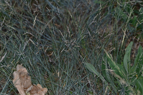 Puccinellia festuciformis