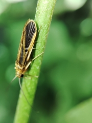 Chimarra marginata