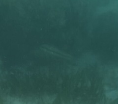 Halichoeres bivittatus