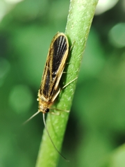 Chimarra marginata