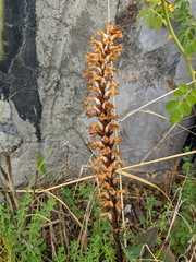 Orobanche grenieri