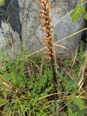 Orobanche grenieri