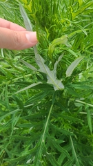 Cirsium discolor