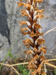 Orobanche grenieri