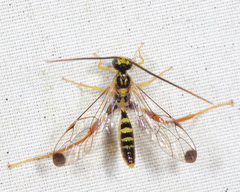 Spilopteron occiputale
