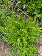 Myriopteris allosuroides