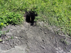 Marmota bobak