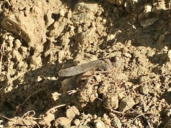 Lactista gibbosus
