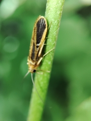 Chimarra marginata