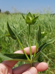 Silphium integrifolium laeve