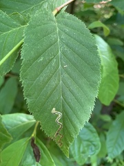 Stigmella lemniscella