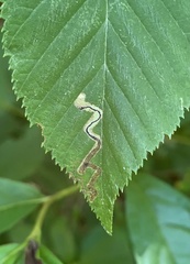 Stigmella lemniscella