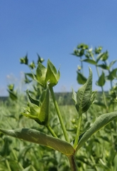 Silphium integrifolium laeve