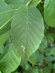 Stigmella lemniscella