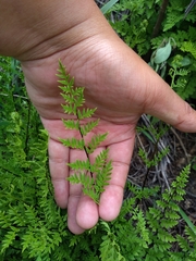Myriopteris allosuroides