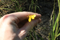 Ranunculus orthorhynchus