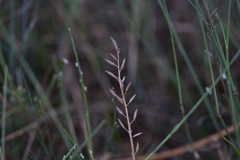 Triglochin barrelieri