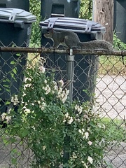 Sciurus carolinensis