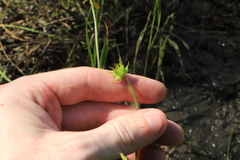 Ranunculus orthorhynchus