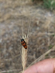 Mylabris quadripunctata