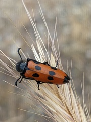 Mylabris quadripunctata