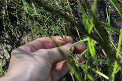 Ranunculus orthorhynchus