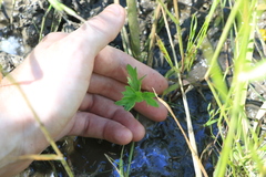 Ranunculus orthorhynchus