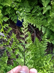 Myriopteris allosuroides