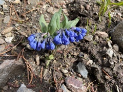 Mertensia longiflora